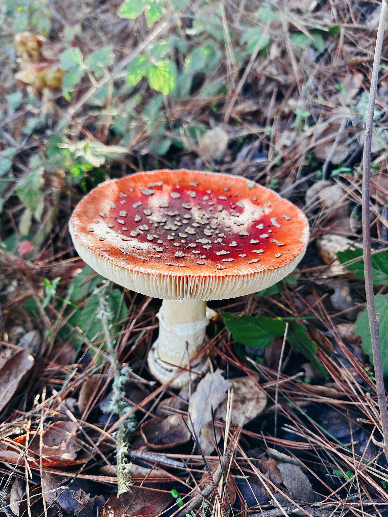 Mushroom + monthly sticker and card membership