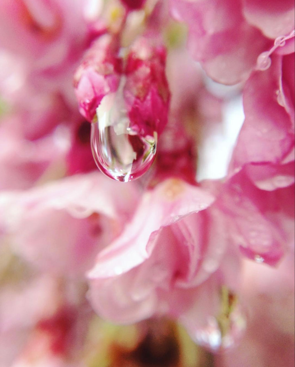 Dewdrop + digital membership