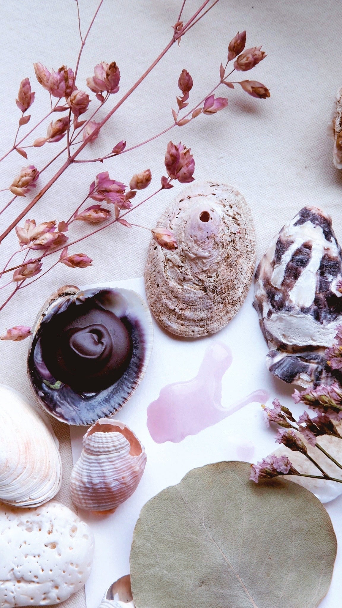 RESERVE for Suzanna + Sea Urchin + Eco-friendly seashell watercolors