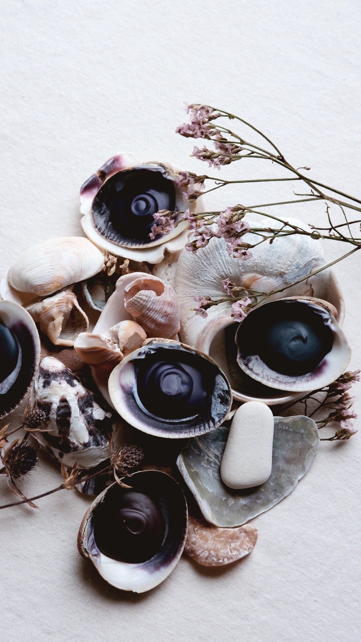 RESERVE for Julene + Sea Urchin + Eco-friendly seashell watercolor