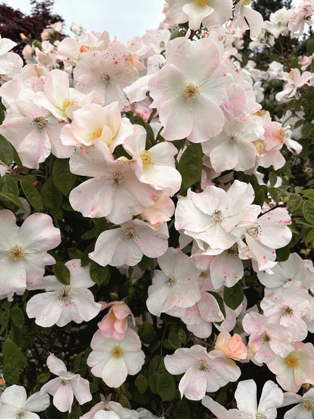 LUNAE FLORAE OFFERINGS