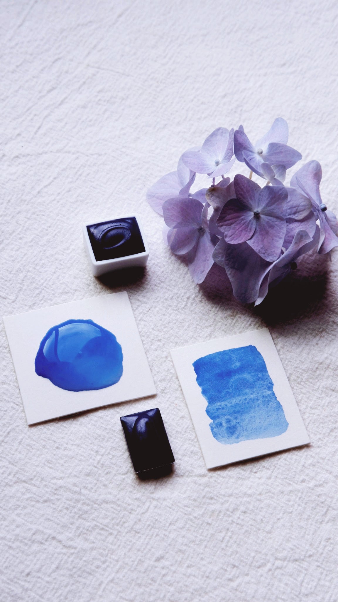 Delphinium Blue