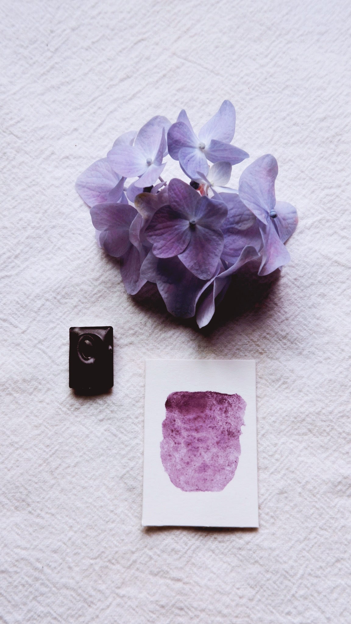 Wood Violet