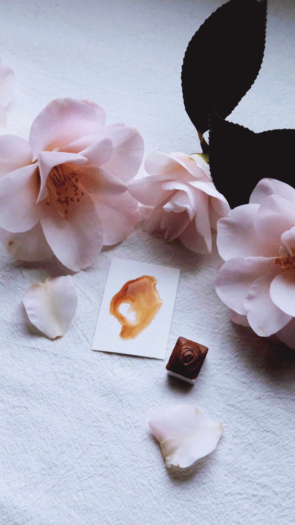Cinnamon Bark