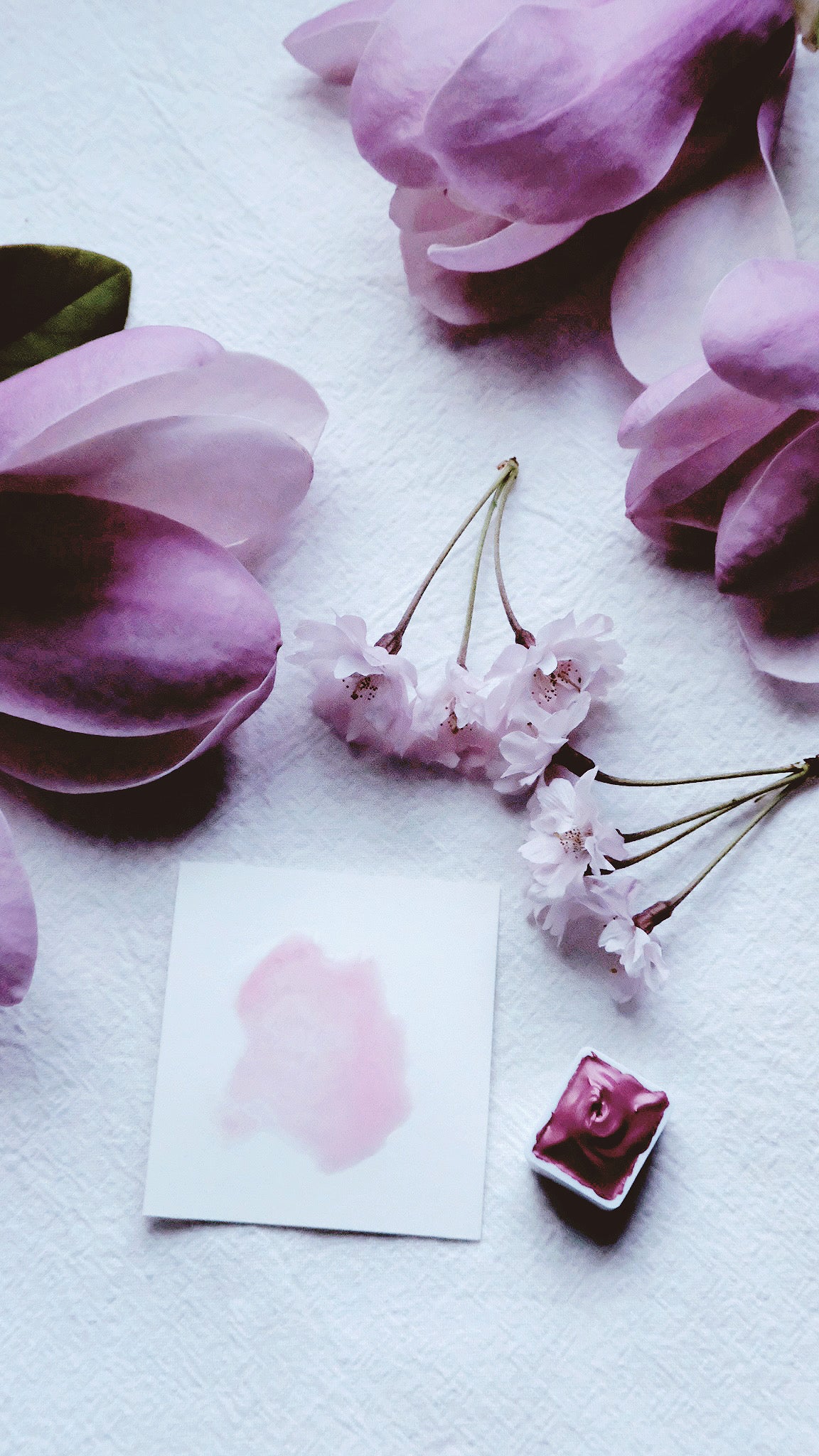 Spring Rose