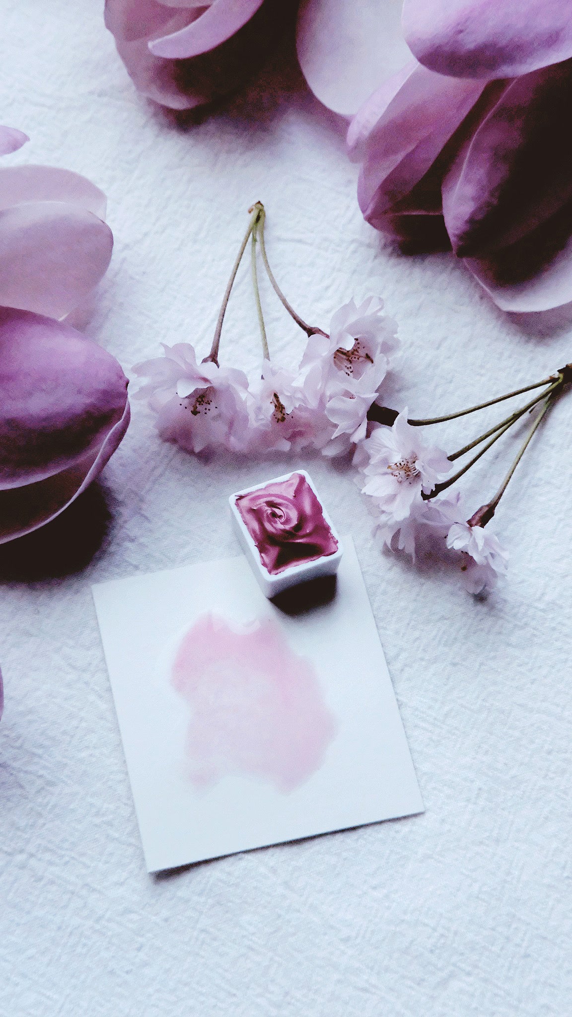 Spring Rose