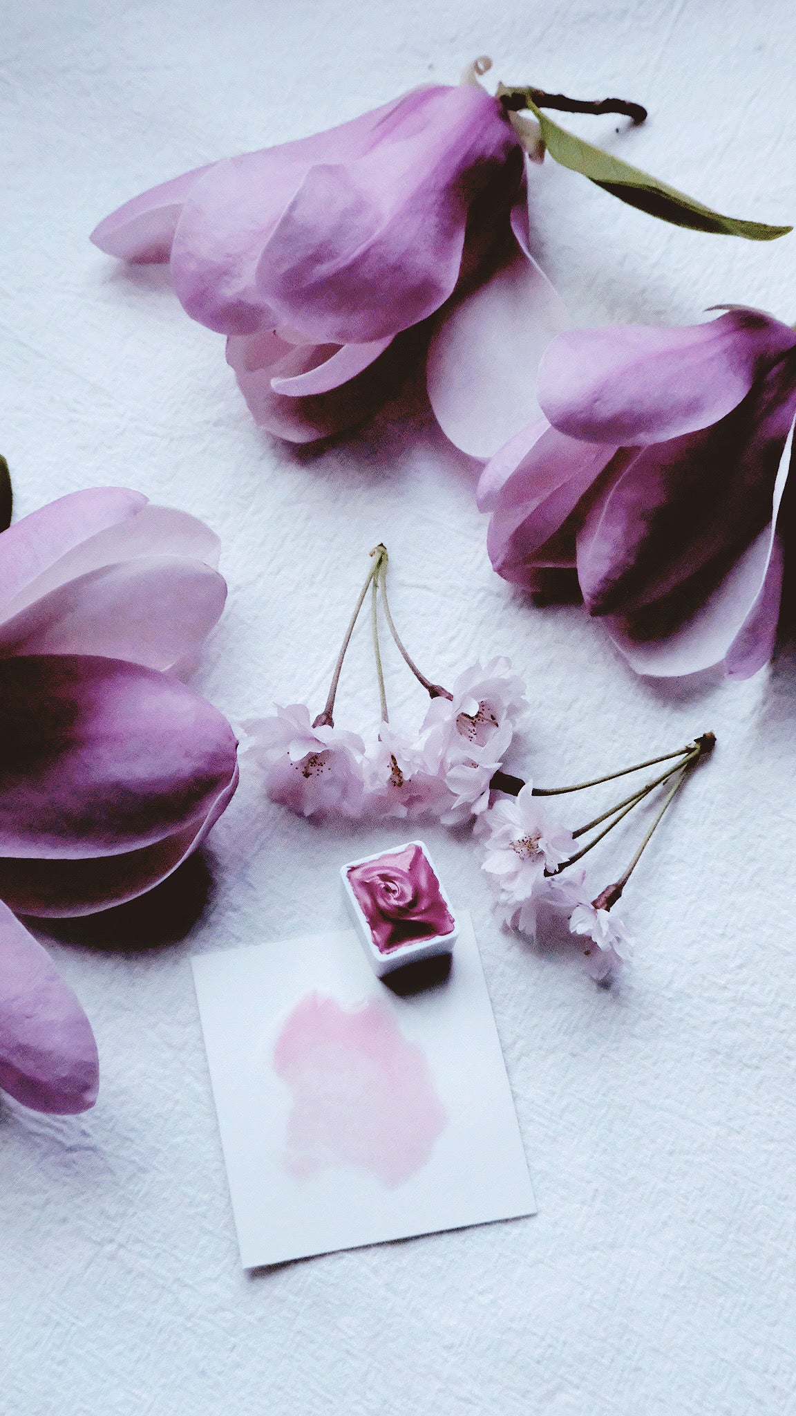 Spring Rose