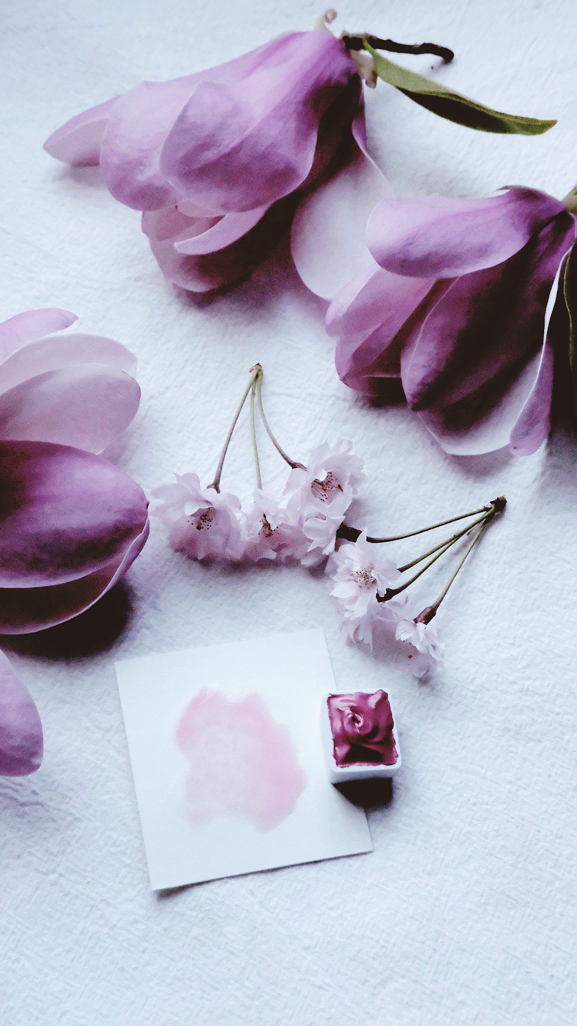Spring Rose