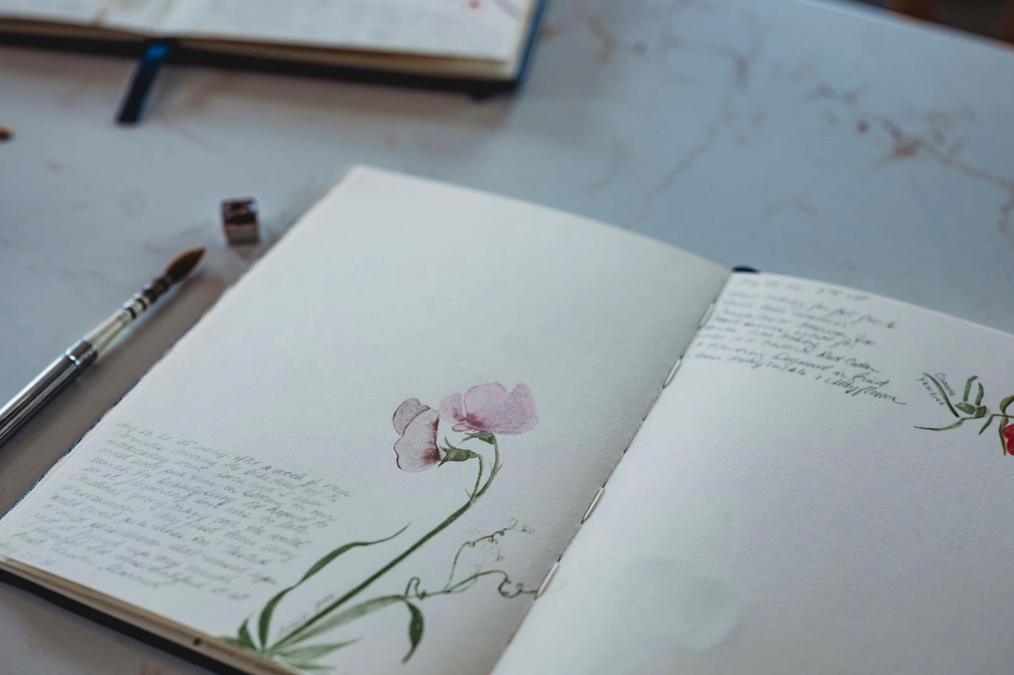 The Naturalist’s Palette