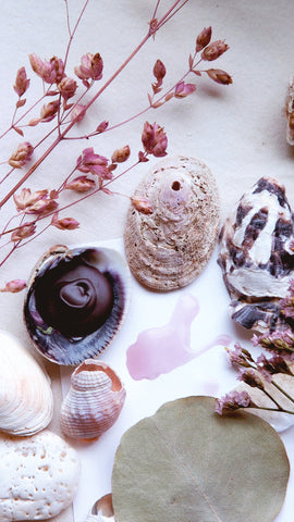 Sea Anemone + Eco-friendly seashell watercolor